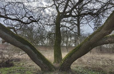 Landhuis te koop Bolkowice, West-Pommeren, Foto 8/10