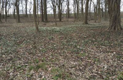 Landhuis te koop Bolkowice, West-Pommeren, Park