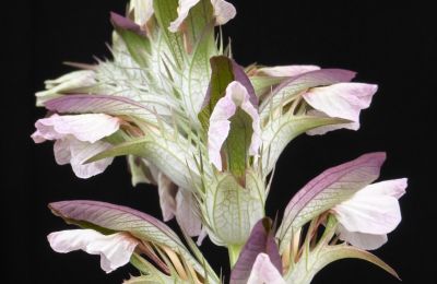 Kasteel te koop 91792 Ellingen, An der Vogtei 2, Bayern, Akanthus