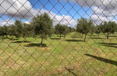 Landelijk huis te koop Almagro, Almagro, Castilla-La Mancha, Eigendom