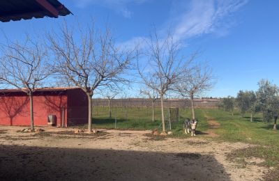 Landelijk huis te koop Almagro, Almagro, Castilla-La Mancha, Propiedad con almendros
