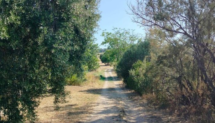 Historisch pand Offida, Marche