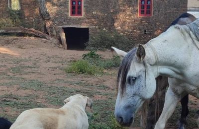 Landhuis te koop Galicië, Foto 13/48