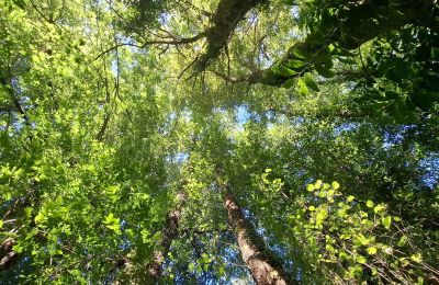 Landhuis te koop Galicië, Foto 34/48