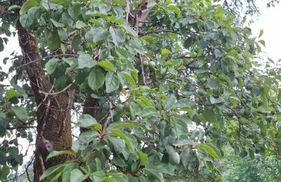 Landhuis te koop Galicië, Foto 36/48