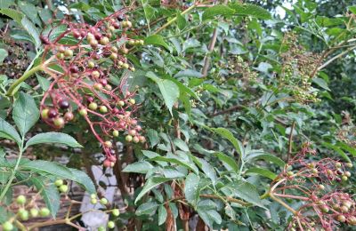 Landhuis te koop Galicië, Foto 37/48