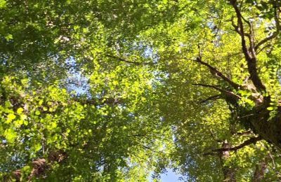 Landhuis te koop Galicië, Foto 38/48