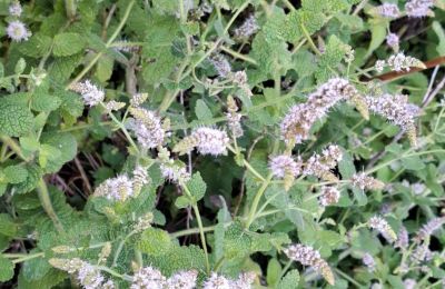 Landhuis te koop Galicië, Foto 39/48