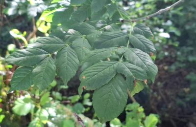 Landhuis te koop Galicië, Foto 40/48
