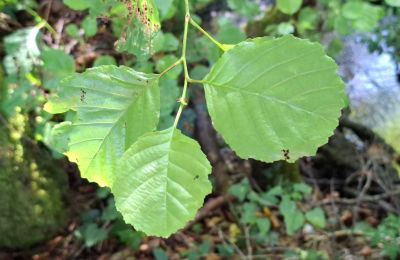 Landhuis te koop Galicië, Foto 41/48