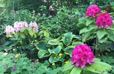 Appartement in een historisch pand te koop Gera, Vollersdorfer Str. 56, Thüringen, Rhododendronbeet