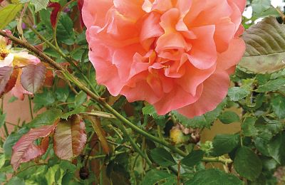 Burcht te koop Mecklenburg-Vorpommern, Foto 82/96