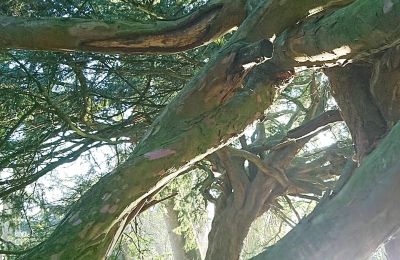 Burcht te koop Mecklenburg-Vorpommern, Foto 59/96