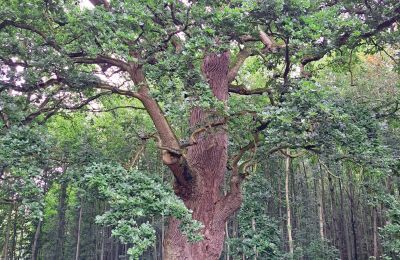 Burcht te koop Mecklenburg-Vorpommern, Foto 67/96