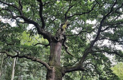Burcht te koop Mecklenburg-Vorpommern, Foto 8/96