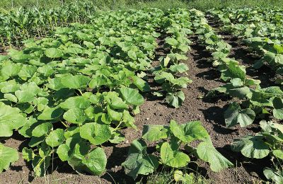 Burcht te koop Mecklenburg-Vorpommern, Foto 61/96