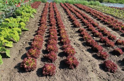 Burcht te koop Mecklenburg-Vorpommern, Foto 60/96