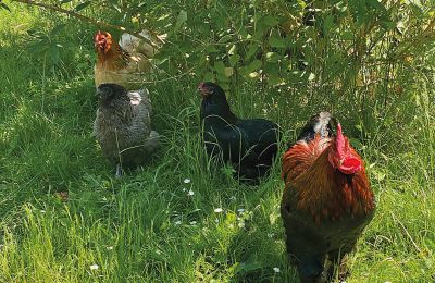 Burcht te koop Mecklenburg-Vorpommern, Foto 74/96