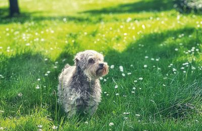 Burcht te koop Mecklenburg-Vorpommern, Foto 76/96