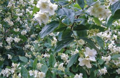 Burcht te koop Mecklenburg-Vorpommern, Foto 73/96