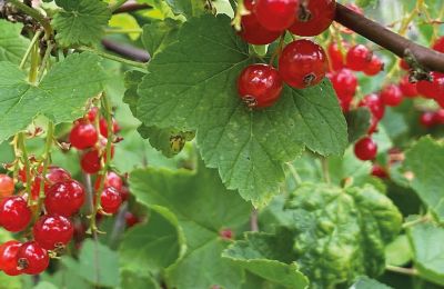 Burcht te koop Mecklenburg-Vorpommern, Foto 79/96