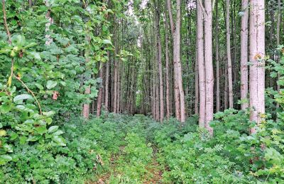 Burcht te koop Mecklenburg-Vorpommern, Foto 66/96