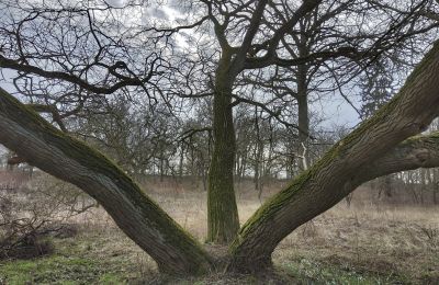 Landhuis te koop Bolkowice, Dwór w Bolkowicach, West-Pommeren, Park