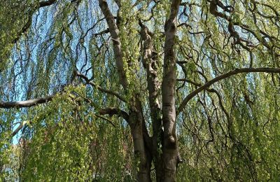 Kasteel te koop Kostrzyna, Kostrzyna 38, Neder-Silezië, Foto 14/19