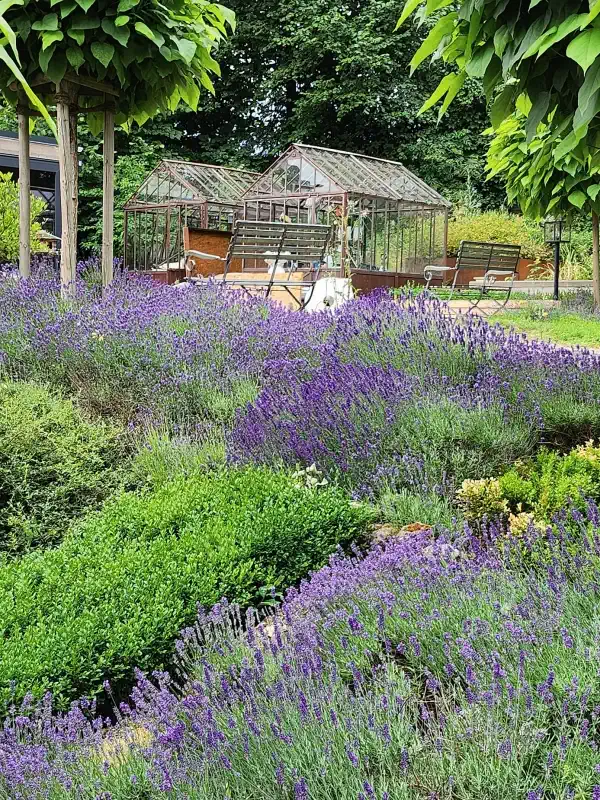 Lavendeltuin op het kasteel